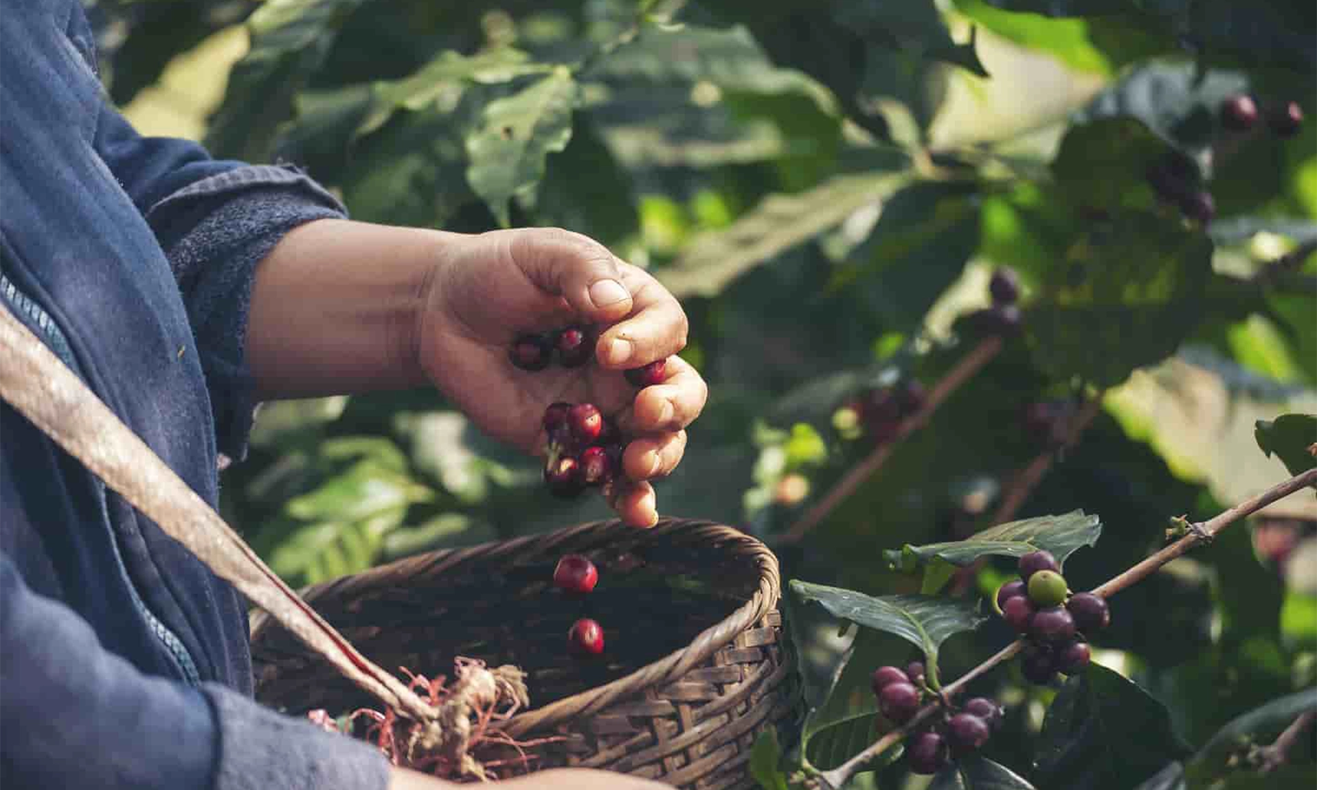 Sürdürülebilirlik Odaklı Büyüme Stratejimiz Devrede