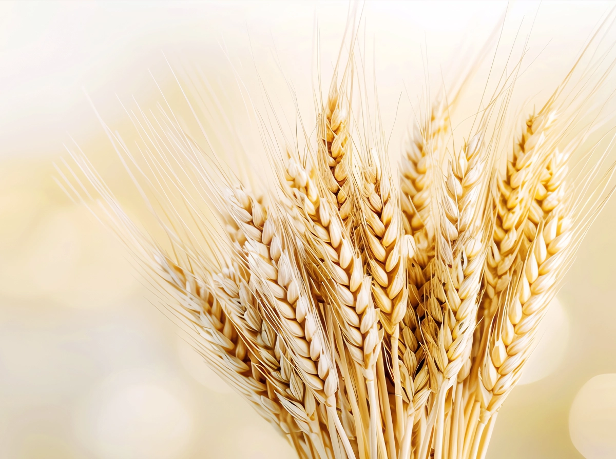 Wheat